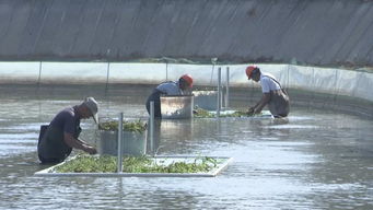武進(jìn)打造漁業(yè)轉(zhuǎn)型升級模范區(qū)，以綠色飼料驅(qū)動(dòng)水產(chǎn)養(yǎng)殖高質(zhì)量前行